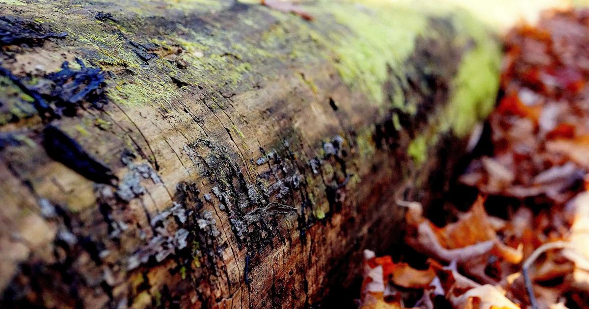 Фото к статье: Как найти партнёра для языкового обмена