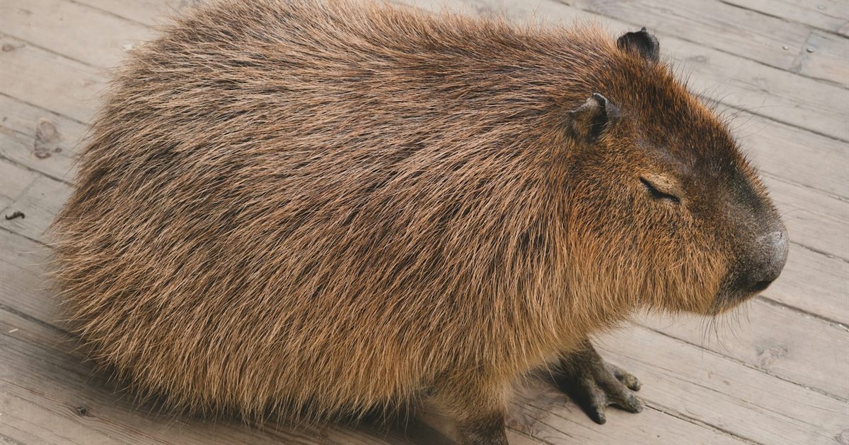 Capybara photo for a Lonly dating and conversation page